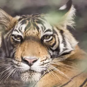 Explore Enchanting Ranthambore: Golden Triangle & Bundi Escapade for 10 days with Agora Voyages OPC Pvt Ltd and discover unforgettable experiences - Photo 11