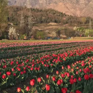 Explore Enchanting Srinagar: A 3-Day Garden City Retreat for 3 days with Agora Voyages OPC Pvt Ltd and discover unforgettable experiences - Photo 11