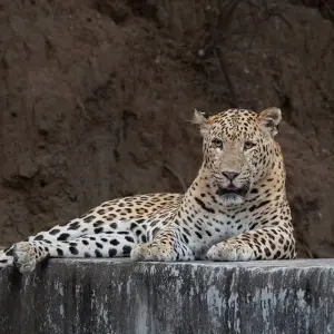 Explore Golden Triangle And Safari In Ranthambore Tiger Reserve for 8 days with Agora Voyages OPC Pvt Ltd and discover unforgettable experiences - Photo 11