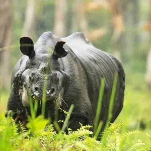 Explore Assam Allure: Kaziranga National Park & Guwahati Discovery for 4 days with Agora Voyages OPC Pvt Ltd and discover unforgettable experiences - Photo 2