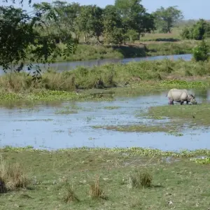 Explore Assam Allure: Kaziranga National Park & Guwahati Discovery for 4 days with Agora Voyages OPC Pvt Ltd and discover unforgettable experiences - Photo 3