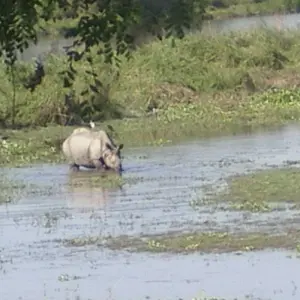 Explore Assam Allure: Kaziranga National Park & Guwahati Discovery for 4 days with Agora Voyages OPC Pvt Ltd and discover unforgettable experiences - Photo 4