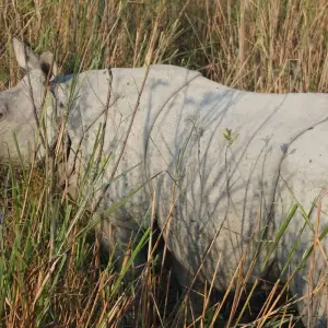 Explore Assam Allure: Kaziranga National Park & Guwahati Discovery for 4 days with Agora Voyages OPC Pvt Ltd and discover unforgettable experiences - Photo 5