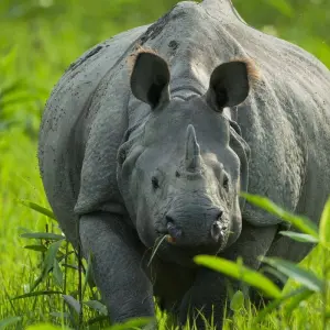 Explore Assam Allure: Kaziranga National Park & Guwahati Discovery for 4 days with Agora Voyages OPC Pvt Ltd and discover unforgettable experiences - Photo 7