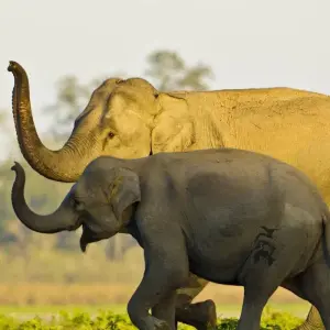 Explore Assam Allure: Kaziranga National Park & Guwahati Discovery for 4 days with Agora Voyages OPC Pvt Ltd and discover unforgettable experiences - Photo 10