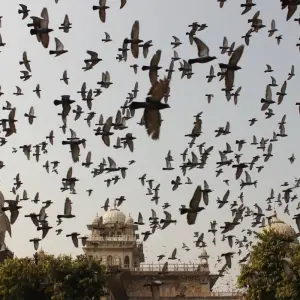 Explore Gems Of Jaipur And Shekhawati Tour for 4 days with Agora Voyages OPC Pvt Ltd and discover unforgettable experiences - Photo 4