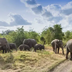 Explore Sri Lanka Highlights Odyssey for 12 days with Exotic Perla and discover unforgettable experiences - Photo 4