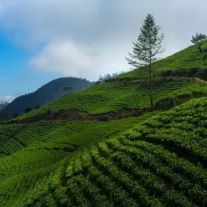 Explore Sri Lanka Highlights Odyssey for 12 days with Exotic Perla and discover unforgettable experiences - Photo 5