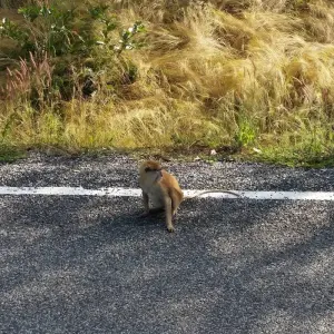 Explore 3 day trip to Mole National Park for 3 days with Eyali Tours and discover unforgettable experiences - Photo 2