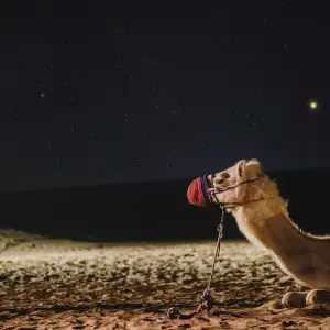 Explore 14 Days Tour from Cairo to Dubai. for 14 days with Remaz Tours GmbH and discover unforgettable experiences - Photo 2