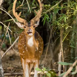 Explore Jabalpur to Bandhavgarh: Wildlife Expedition and Beyond for 3 days with Agora Voyages OPC Pvt Ltd and discover unforgettable experiences - Photo 3