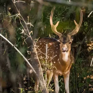 Explore Jabalpur to Bandhavgarh: Wildlife Expedition and Beyond for 3 days with Agora Voyages OPC Pvt Ltd and discover unforgettable experiences - Photo 4