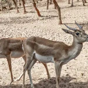 Explore Incredible Wildlife Safari in the Heart of Central India for 14 days with Agora Voyages OPC Pvt Ltd and discover unforgettable experiences - Photo 2