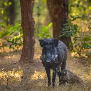 Explore Incredible Wildlife Safari in the Heart of Central India for 14 days with Agora Voyages OPC Pvt Ltd and discover unforgettable experiences - Photo 3