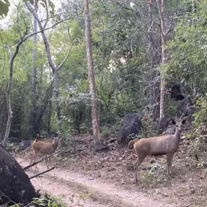 Explore Incredible Wildlife Safari in the Heart of Central India for 14 days with Agora Voyages OPC Pvt Ltd and discover unforgettable experiences - Photo 5
