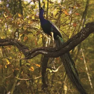 Explore Incredible Wildlife Safari & Sightseeing Tour for 21 days with Agora Voyages OPC Pvt Ltd and discover unforgettable experiences - Photo 6