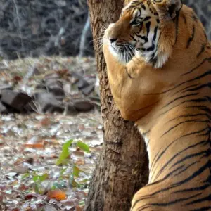 Explore Incredible Wildlife Safari in the Heart of Central India for 14 days with Agora Voyages OPC Pvt Ltd and discover unforgettable experiences - Photo 7