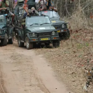 Explore Central India Wildlife Tour for 7 days with Ramble Advisor and discover unforgettable experiences - Photo 3