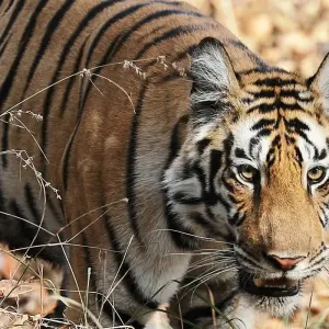 Explore India Tiger Safari Tour with Khajuraho for 9 days with Ramble Advisor and discover unforgettable experiences - Photo 4