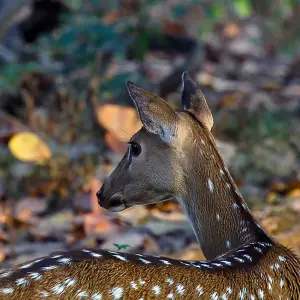 Explore Central India Wildlife Tour for 7 days with Ramble Advisor and discover unforgettable experiences - Photo 4