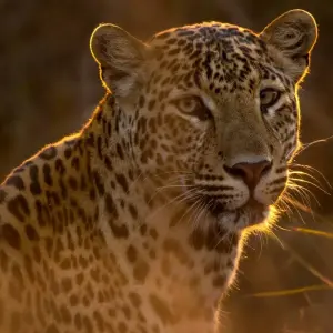 Explore India Tiger Safari Tour with Khajuraho for 9 days with Ramble Advisor and discover unforgettable experiences - Photo 6