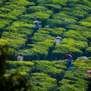 Explore Kerala Tour Package with Taj Mahal for 9 days with Ramble Advisor and discover unforgettable experiences - Photo 6