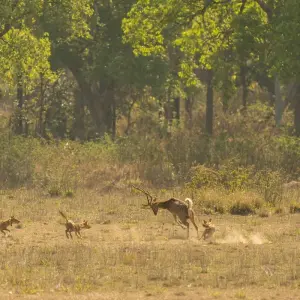 Explore Central India Wildlife Tour for 7 days with Ramble Advisor and discover unforgettable experiences - Photo 6