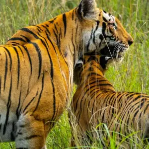 Explore Central India Wildlife Tour for 7 days with Ramble Advisor and discover unforgettable experiences - Photo 7