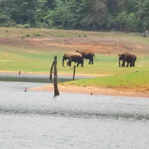 Explore Kerala Tour Package from Delhi with Flight and Half-board Meals for 7 days with Ramble Advisor and discover unforgettable experiences - Photo 8