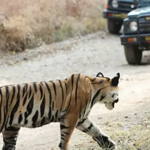 Explore India Tiger Safari Tour with Khajuraho for 9 days with Ramble Advisor and discover unforgettable experiences - Photo 8