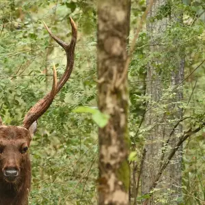 Explore Central India Wildlife Tour for 7 days with Ramble Advisor and discover unforgettable experiences - Photo 8