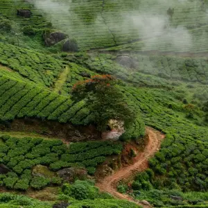 Explore Kerala Tour Package from Delhi with Flight and Half-board Meals for 7 days with Ramble Advisor and discover unforgettable experiences - Photo 9
