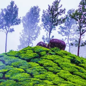 Explore Kerala Tour Package from Delhi with Flight and Half-board Meals for 7 days with Ramble Advisor and discover unforgettable experiences - Photo 10