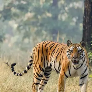 Explore Central India Wildlife Tour for 7 days with Ramble Advisor and discover unforgettable experiences - Photo 10