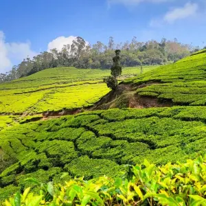 Explore Kerala Tour Package with Taj Mahal for 9 days with Ramble Advisor and discover unforgettable experiences - Photo 11