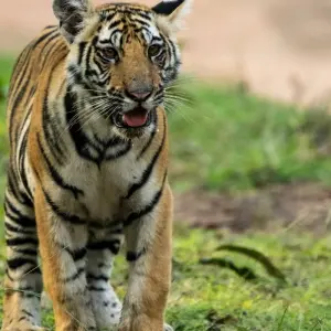 Explore India Tiger Safari Tour with Khajuraho for 9 days with Ramble Advisor and discover unforgettable experiences - Photo 11