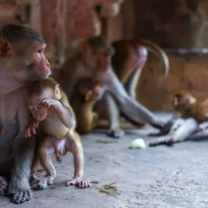Explore Monkey Temple  Tour With Delhi & Agra &  Jaipur for 4 days with Real viaggi india  and discover unforgettable experiences - Photo 11