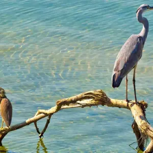 Explore 4-Day Bardia National Park Tour for 4 days with Alpine Luxury Treks Pvt Ltd and discover unforgettable experiences - Photo 4