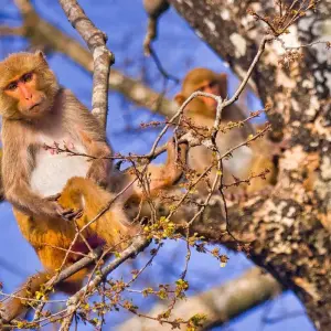 Explore 4-Day Bardia National Park Tour for 4 days with Alpine Luxury Treks Pvt Ltd and discover unforgettable experiences - Photo 5