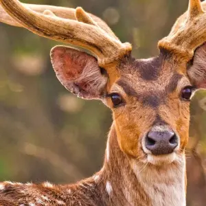 Explore 4-Day Bardia National Park Tour for 4 days with Alpine Luxury Treks Pvt Ltd and discover unforgettable experiences - Photo 6