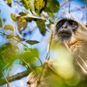 Explore 4-Day Bardia National Park Tour for 4 days with Alpine Luxury Treks Pvt Ltd and discover unforgettable experiences - Photo 7