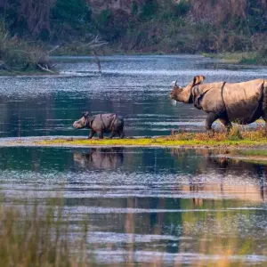 Explore 4-Day Bardia National Park Tour for 4 days with Alpine Luxury Treks Pvt Ltd and discover unforgettable experiences - Photo 8