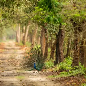 Explore 4-Day Bardia National Park Tour for 4 days with Alpine Luxury Treks Pvt Ltd and discover unforgettable experiences - Photo 9