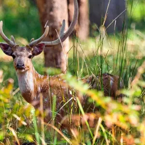 Explore 4-Day Bardia National Park Tour for 4 days with Alpine Luxury Treks Pvt Ltd and discover unforgettable experiences - Photo 10