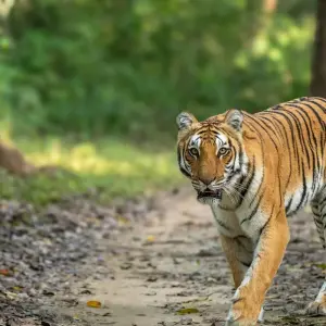 Explore 4-Day Bardia National Park Tour for 4 days with Alpine Luxury Treks Pvt Ltd and discover unforgettable experiences - Photo 11