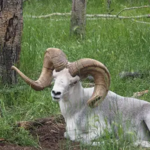 Explore Arctic Summer Heartbeat | Active Summer Adventure for 7 days with Arctic Range Adventure and discover unforgettable experiences - Photo 6