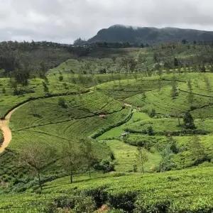 Explore 6 Days and 5 Nights Tour in Sri Lanka - Free Upgrade to Private Tour for 6 days with Beauty Lanka Travels and discover unforgettable experiences - Photo 2