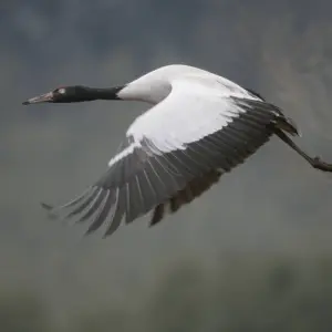 Explore Bhutan Family Vacation for 6 days with Bhutan Best Inbound Tour and discover unforgettable experiences - Photo 3