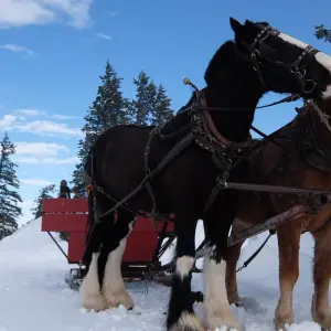 Explore Methow Valley Cross-Country Ski Tour for 6 days with Bicycle Adventures and discover unforgettable experiences - Photo 8