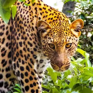 Explore Addo Adventure for 17 days with Chamaeleon and discover unforgettable experiences - Photo 2